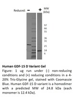 Human Recombinant GDF-15 D (from E. coli)