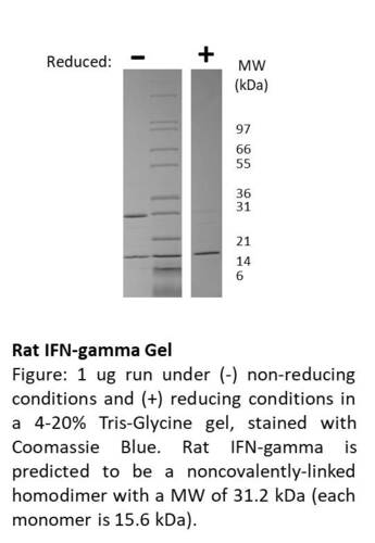 Rat Recombinant IFN Gamma (from <i>E. coli</i>)