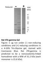 Rat Recombinant IFN Gamma (from E. coli)