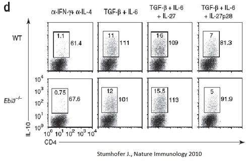 Mouse Recombinant IL-27 / p28 subunit (from <i>E. coli</i>)