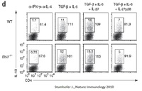 Mouse Recombinant IL-27 / p28 subunit (from E. coli)