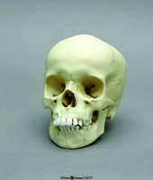 BoneClones® Juvenile Human Skulls