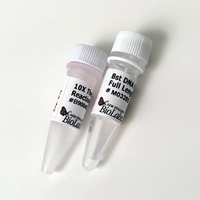 Bst DNA Polymerase Full Length , New England Biolabs