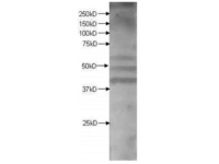 Anti-ARHGAP22 PS397 Rabbit Polyclonal Antibody