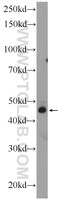 Anti-TWSG1 Rabbit Polyclonal Antibody