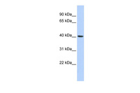 Anti-INSIG1 Rabbit Polyclonal Antibody