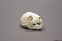 BoneClones® Animal Skulls, Primates