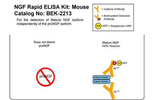 NGF Rapid ELISA Kit: Mouse, Biosensis®