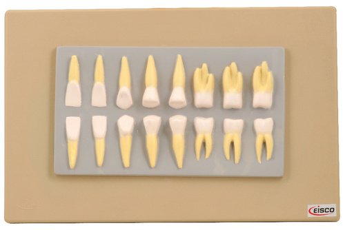 Model Human Teeth Set of 16