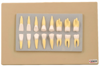 Eisco® Human Teeth Model