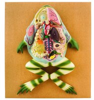 Eisco® Frog Dissection Plaque