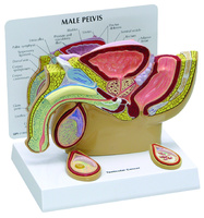 GPI Anatomicals® Basic Pelvic Models