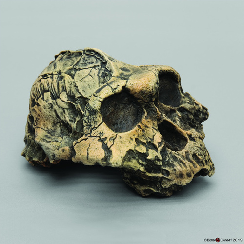 Model A. Boisei Knm-Er 406 Cranium