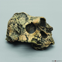 Bone Clones® Australopithecus boisei Cranium KNM-ER 406
