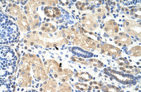 Anti-PRMT5 Rabbit Polyclonal Antibody