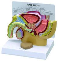 GPI Anatomicals® Male Pelvis with Prostate Model