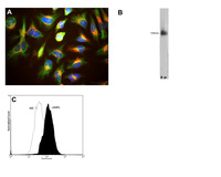 Anti-LAMP1 Mouse Monoclonal Antibody [clone: 5H6]