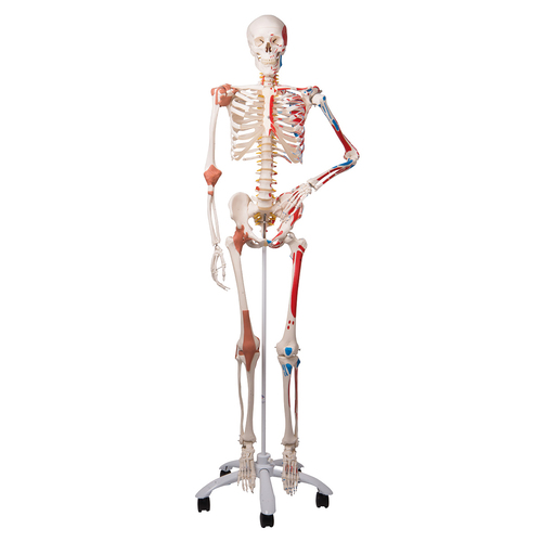 3B Scientific® Flexible Ligamentary Painted Skeleton