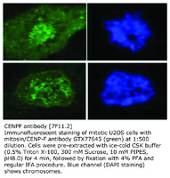 Anti-CENPF Mouse Monoclonal Antibody [clone: 7F11.2]