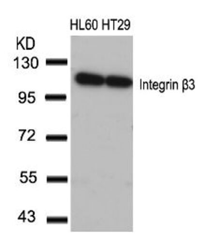Integrin beta3 (Ab 773) Antibody