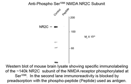 NMDA NR2C Subunit (phospho Ser1096) Antibody