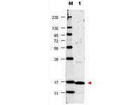 Anti-IL17A Rabbit Polyclonal Antibody (HRP (Horseradish Peroxidase))