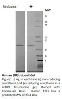 Human Recombinant IL-27 / EBI3 subunit (from E. coli)