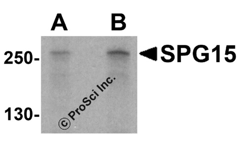 SPG15 antibody