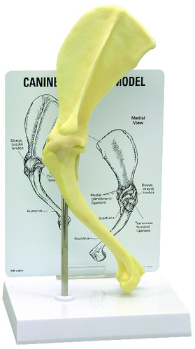 Model canine shoulder, size: 11-1/8x3x2IN, Card: 6-1/4x8-1/4IN, Base:6-1/2x5inch