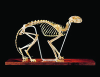 Ward's® Cat Skeleton