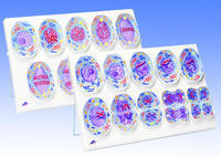 3B Scientific® Cell Division Models Bundle