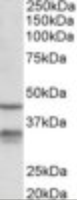 Anti-HSD11B1 Goat Polyclonal Antibody
