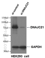 Anti-DNAJC21 Rabbit Polyclonal Antibody