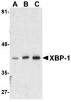 Anti-XBP1 Rabbit Polyclonal Antibody