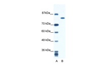 Anti-KIF23 Rabbit Polyclonal Antibody