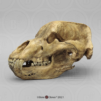 BoneClones® Cave Bear Skull