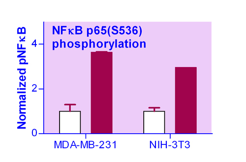 EnzyFluo* NFKB Phosphorylation Assay Kit 100 tests