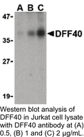 Anti-DFF40 Rabbit Polyclonal Antibody