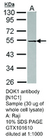 Anti-TUBA3E Rabbit Polyclonal Antibody
