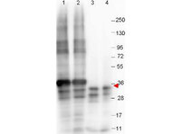 Anti-GDF15 Mouse Monoclonal Antibody [clone: 23G10.F8]