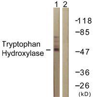 Anti-Tryptophan Hydroxylase Rabbit Polyclonal Antibody