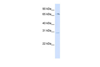 Anti-OR6C75 Rabbit Polyclonal Antibody