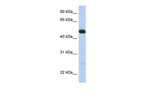 WDR1 antibody