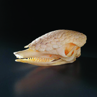 Armadillo Skull, Ward’s®