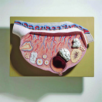 Somso® Ovary Model