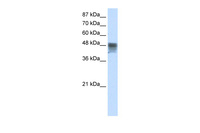 Anti-RBMS3 Rabbit Polyclonal Antibody