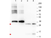 Anti-GDF15 Mouse Monoclonal Antibody [clone: 23B3D2.H5]