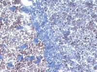 Anti-PICK1 Mouse Monoclonal Antibody [clone: S20-8]