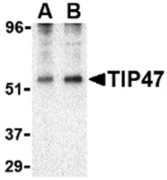 Anti-M6PRBP1 Rabbit Polyclonal Antibody