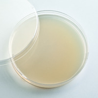 Ward's® Prepared Yeast, Genetic (MIN) Agar